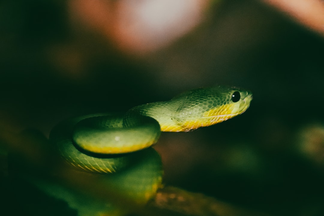 Le Serpent dans le Miroir de l’Inconscient : Une Exploration Psychanalytique et Surréaliste