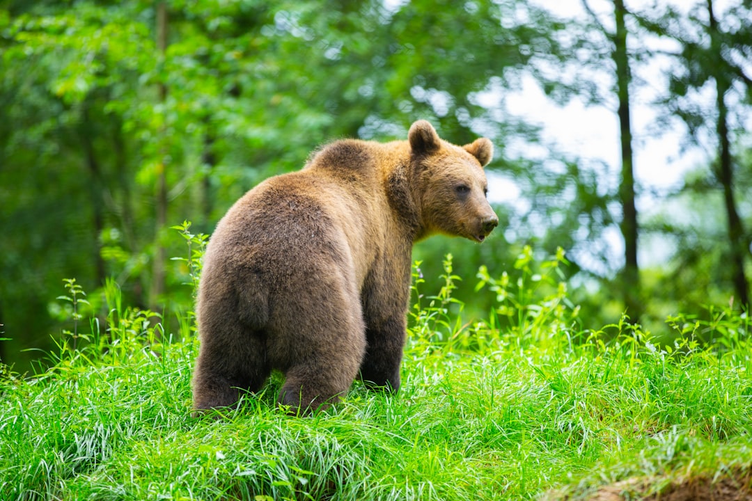 L’Ours Rêvé : Miroir de nos Archétypes et Désirs Profonds