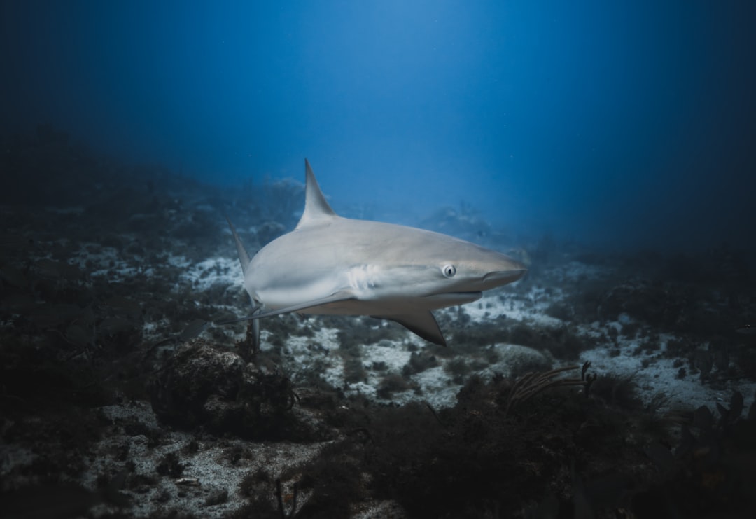 Le Requin dans le Rêve : Archétypes, Désir et l’Inconscient Profond