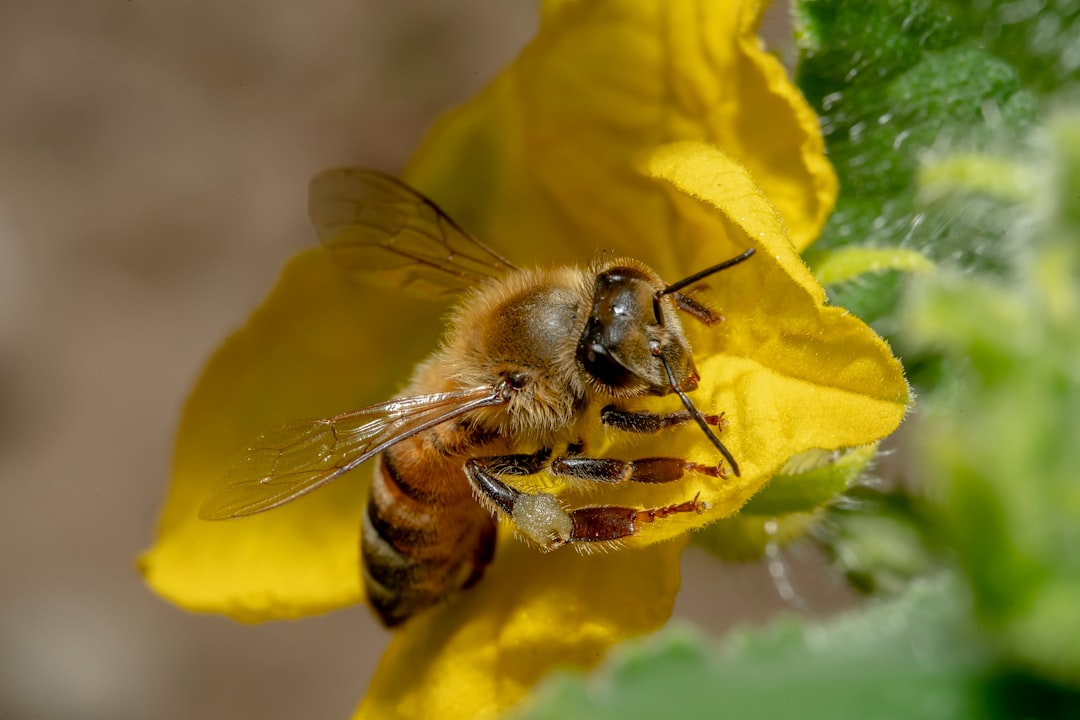 a bee on a yellow flower