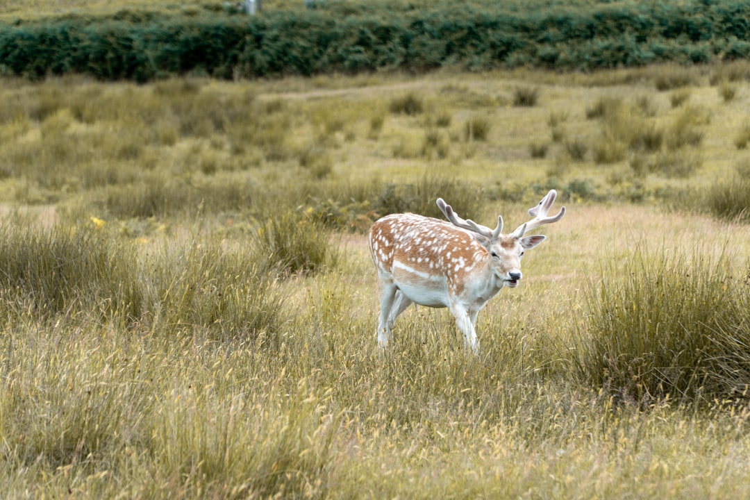 Le Cerf dans le Rêve : Miroir de l’Âme et Voyage Initiatique