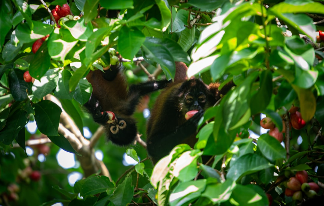 Le Singe dans le Rêve : Miroir de l’Ombre et du Désir Archétypal