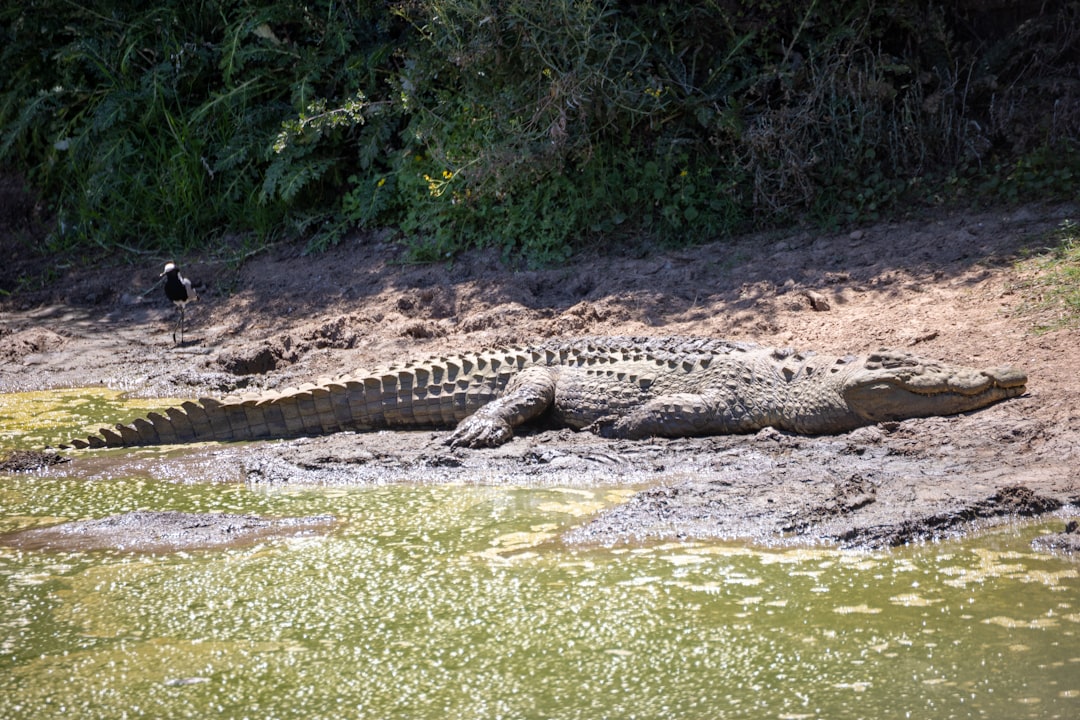 Le Crocodile Onirique : Une Plongée dans l’Ombre et le Désir