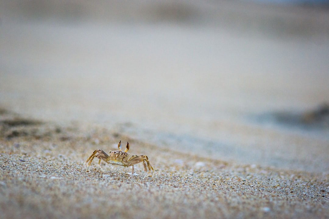 brown crab on brown sand during daytime