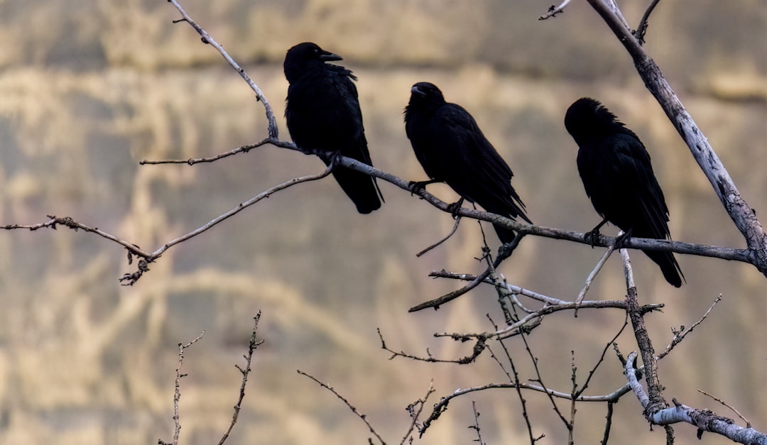 Le Corbeau : Messager des Arcanes dans l’Inconscient