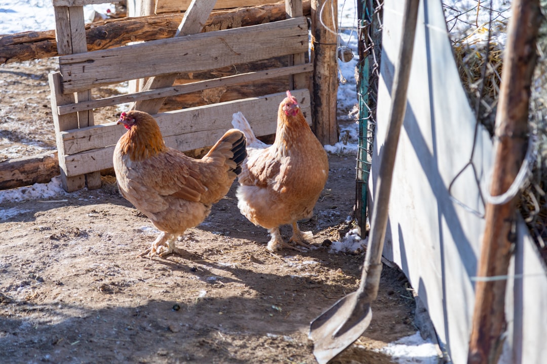 a couple of chickens standing next to each other