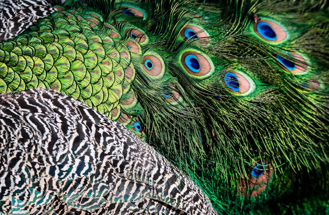 Le Paon en Rêve : Miroir de l’Âme et Symbolisme Profond