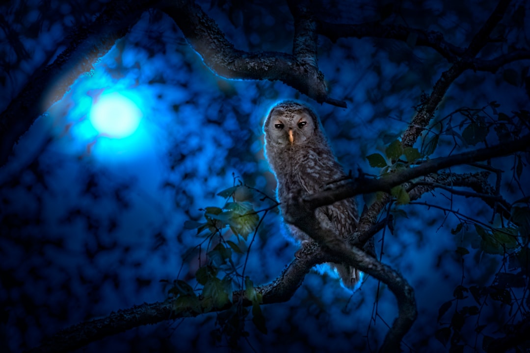 L’Hibou dans la Nuit de l’Âme : Une Interprétation Psychanalytique Profonde