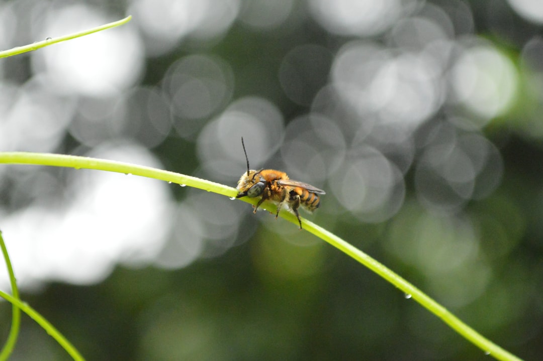 La Mouche dans le Miroir de l’Inconscient : Une Interprétation Franco-Psychanalytique