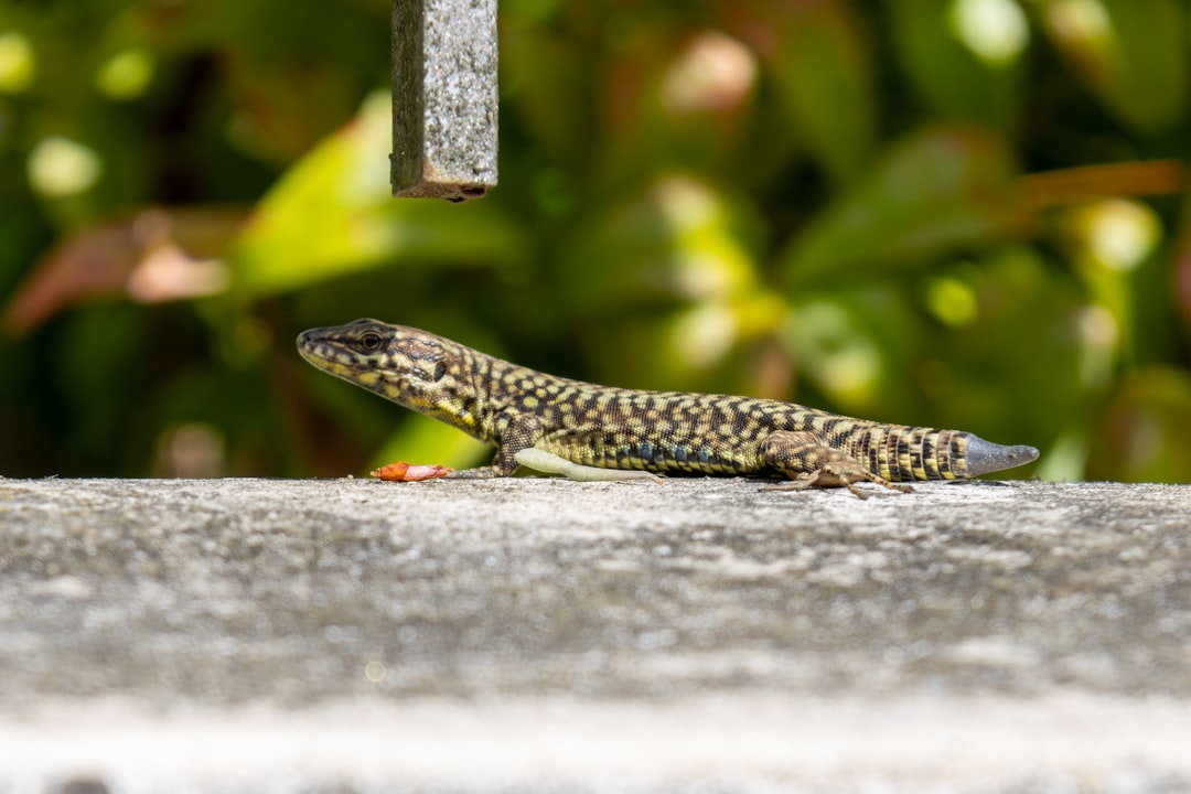 A lizard rests on a stone surface.