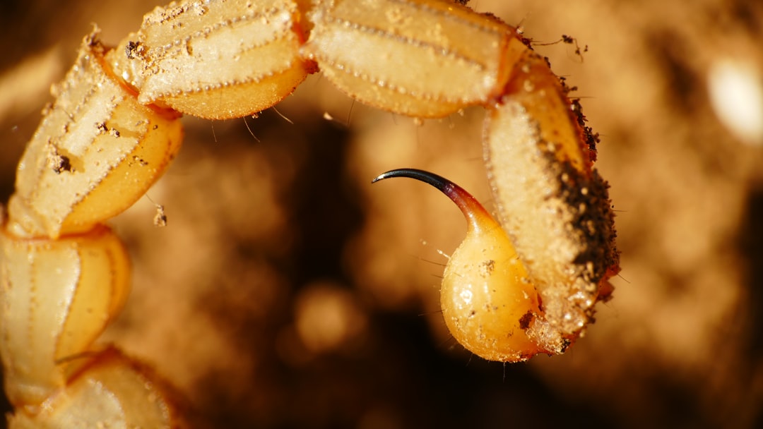 Le Scorpion dans le Rêve : Miroir de l’Ombre et du Désir Profond