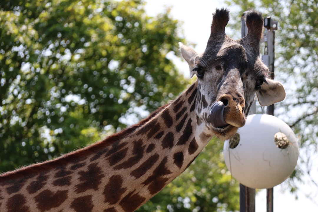 Giraffe licking a white ball in a zoo