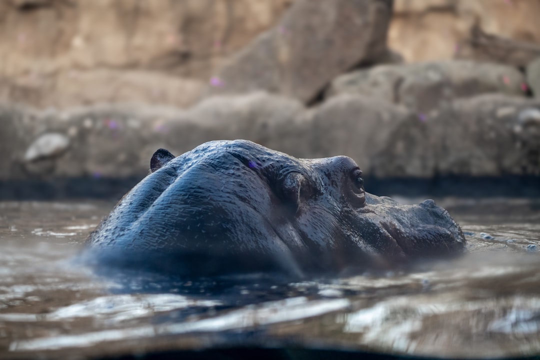 L’Hippopotame dans le Rêve : Miroir de l’Ombre et du Désir Profond