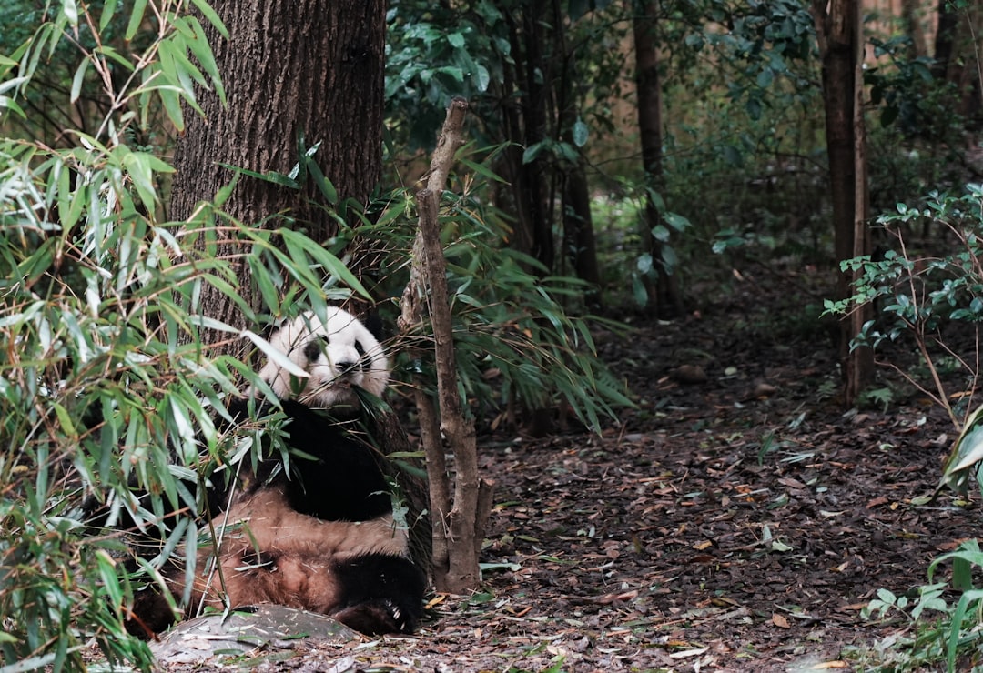 A panda sits amongst bamboo and trees.
