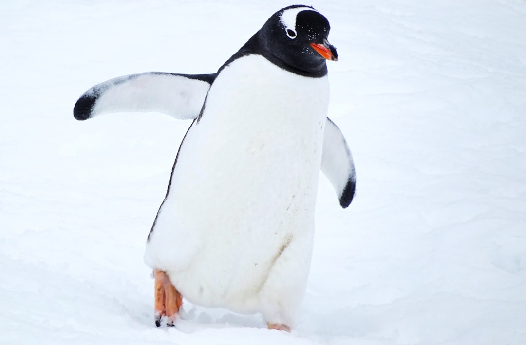 A penguin waddles across the snow.