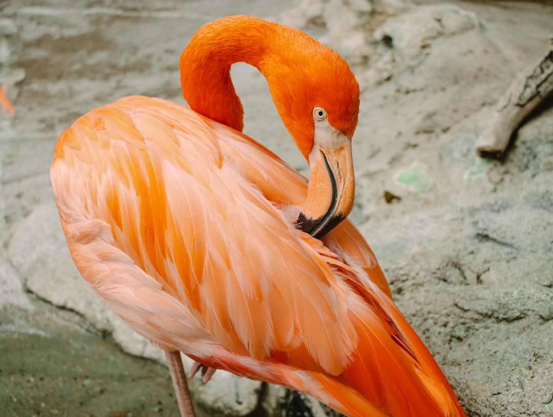 a pink flamingo standing on top of a rock