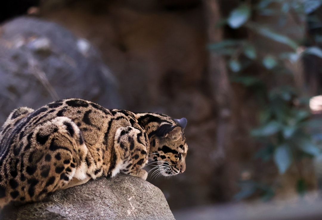A close up of a cat on a rock