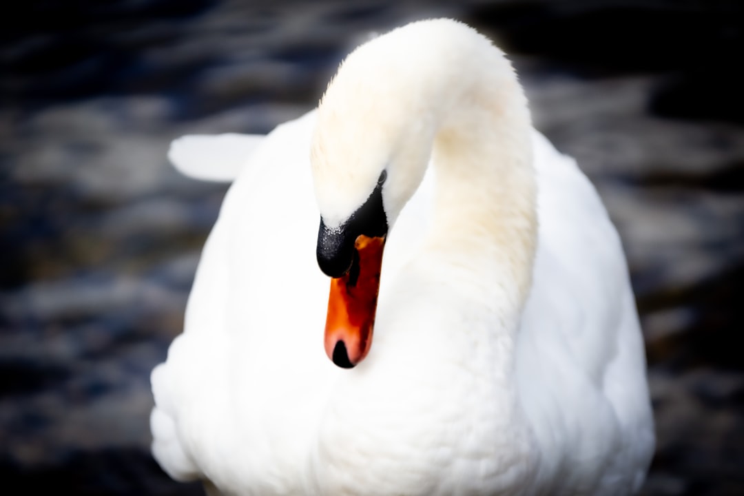 a close up of a white swan with an orange beak