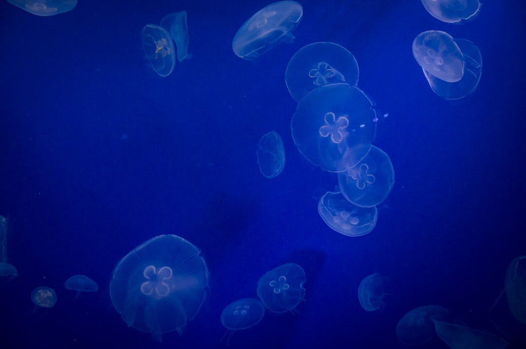 jellyfish underwater