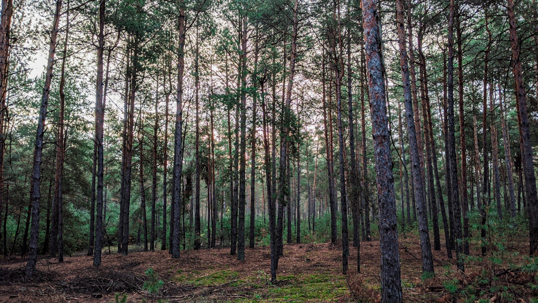 a forest filled with lots of tall trees