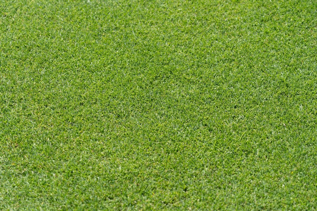 A red fire hydrant sitting on top of a lush green field