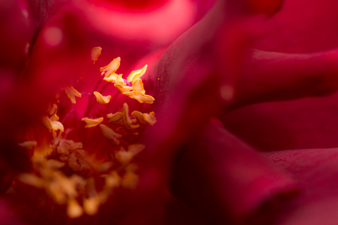 La Rose dans le Rêve : Un Jardin Secret de l’Inconscient
