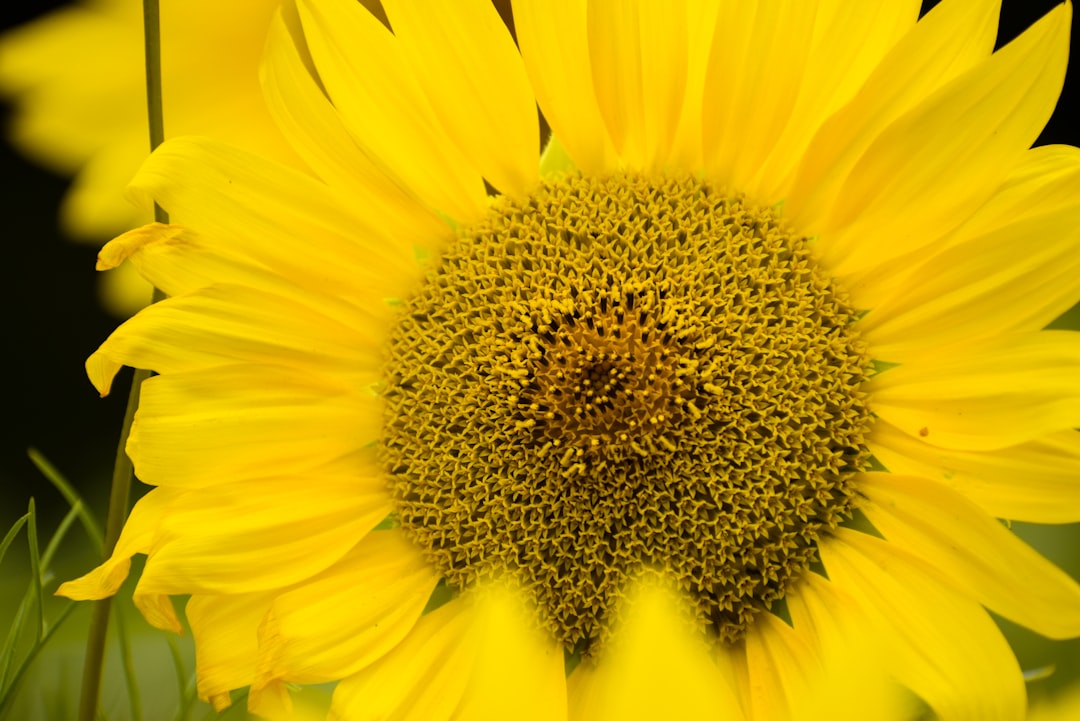 A yellow sunflower with a black background