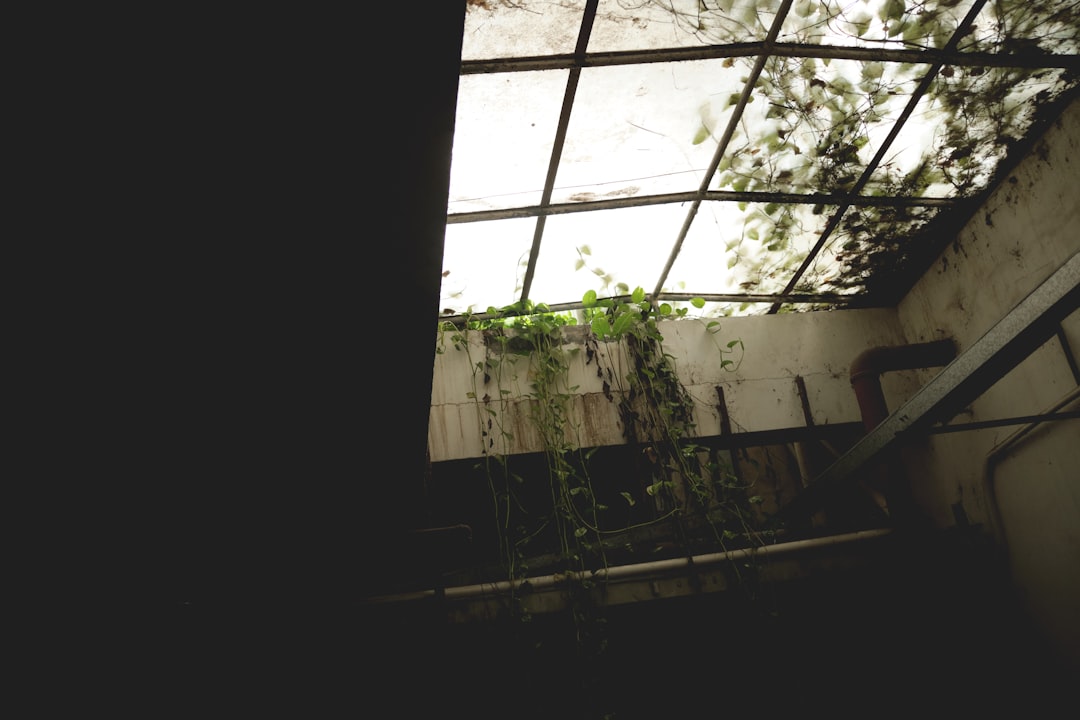 a room with a plant growing on the ceiling