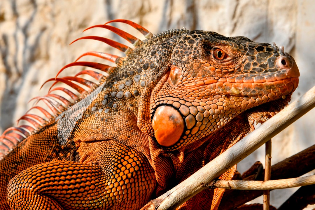 A close up of an iguana on a tree branch