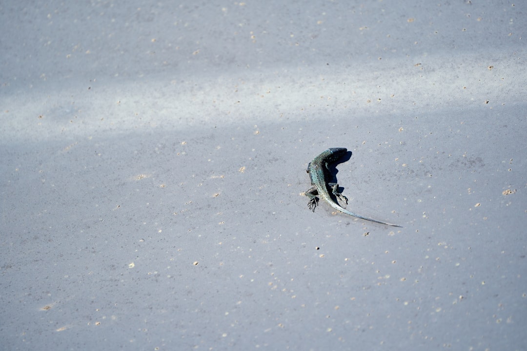 A small dead fish on a gray surface