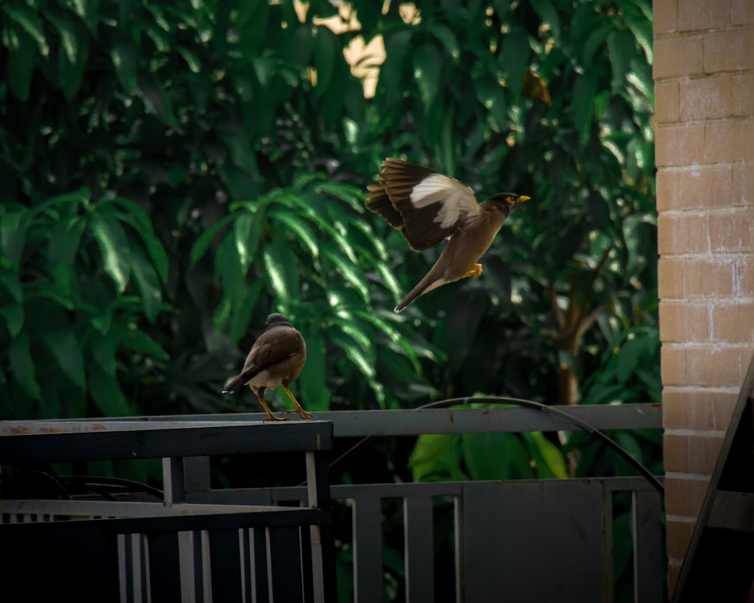 Le Vol Onirique : Entre Archétypes Jungiens, Désir Lacanien et Vision Surréaliste