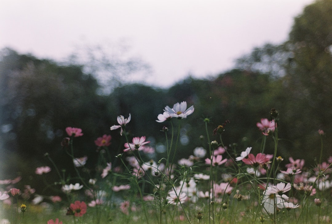 Le Jardin Onirique : Entre Archétypes, Désir et Surréalisme