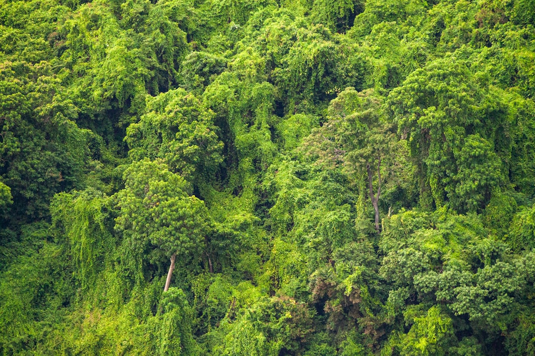 La Jungle Onirique : Pénétrer les Mystères de l’Inconscient