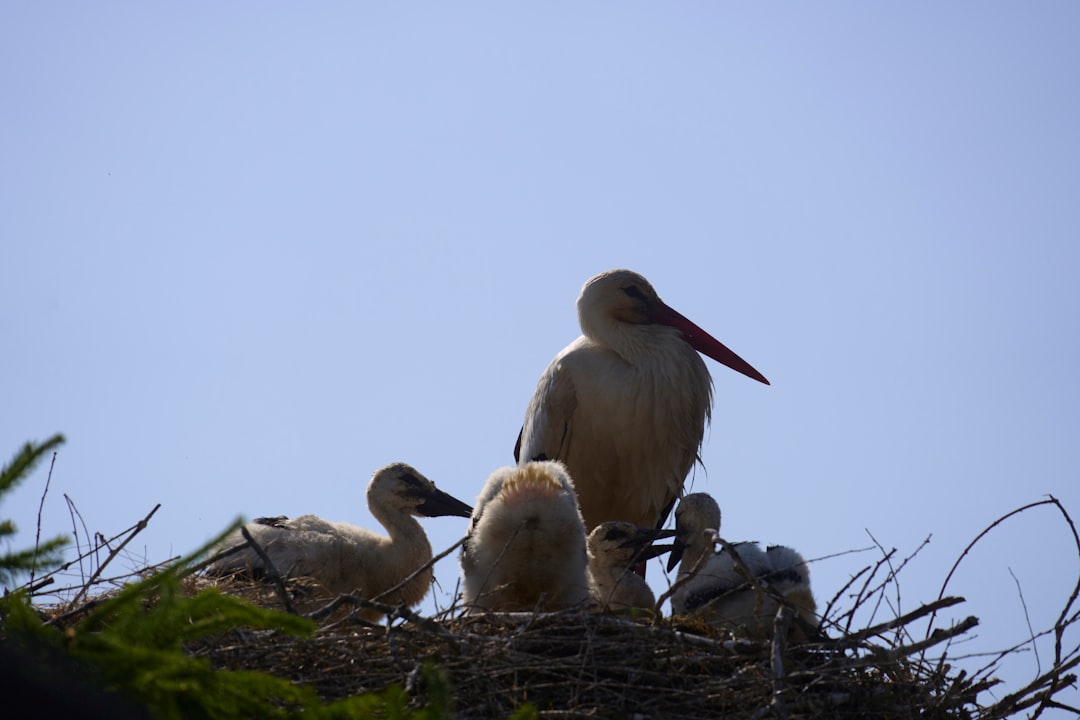 La Cigogne dans le Rêve : Messagère de l’Inconscient et Archétype de la Renaissance