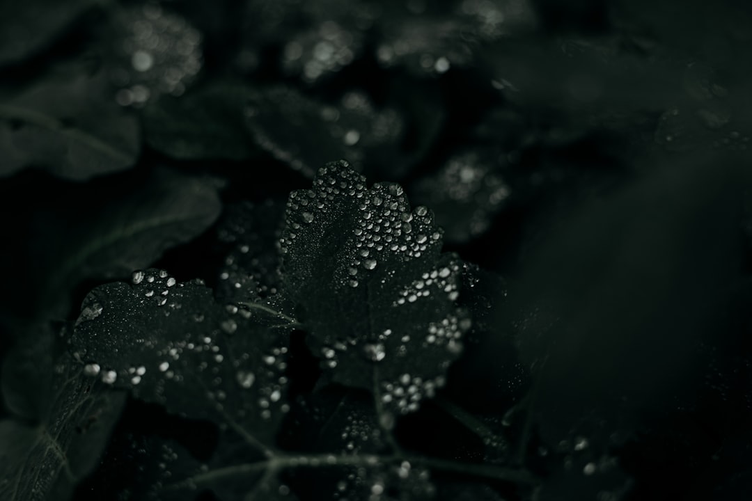 La Rosée du Matin : Miroir de l’Âme et Écho du Désir