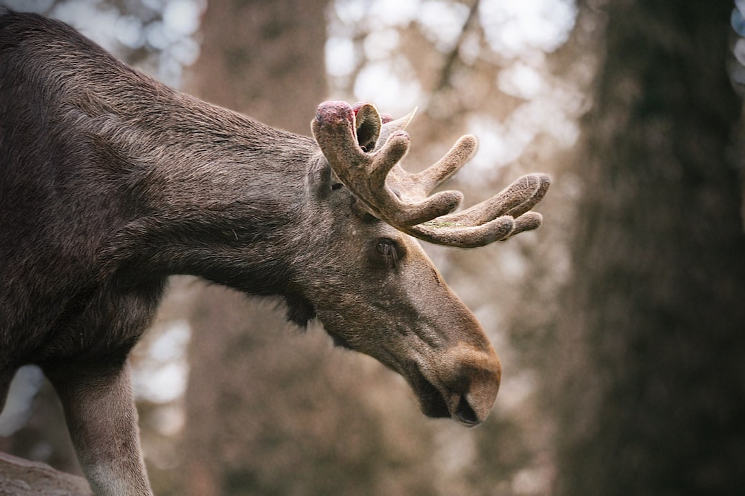 L’Orignal Onirique : Un Voyage au Cœur de l’Archétype et du Désir