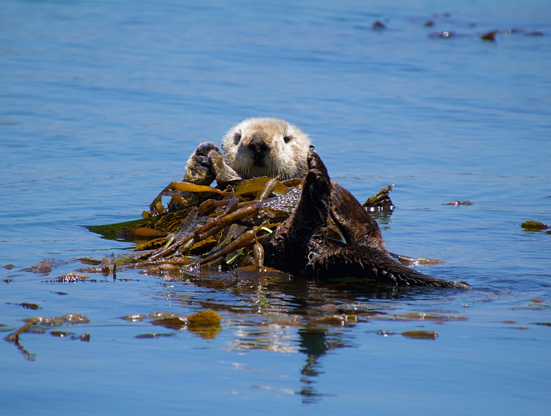 L’Interprétation Onirique de la Loutre : Miroir de nos Désirs Profonds et de notre Ombre Aquatique