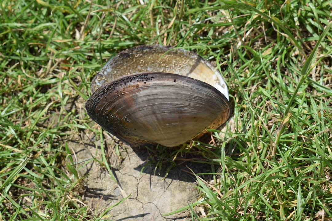 Le Tatou : Un Voyage au Cœur de l’Ombre et de la Protection dans l’Imaginaire Onirique
