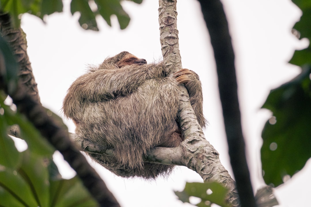 Le Paresseux Onirique : Miroir de l’Ombre et du Désir Refoulé