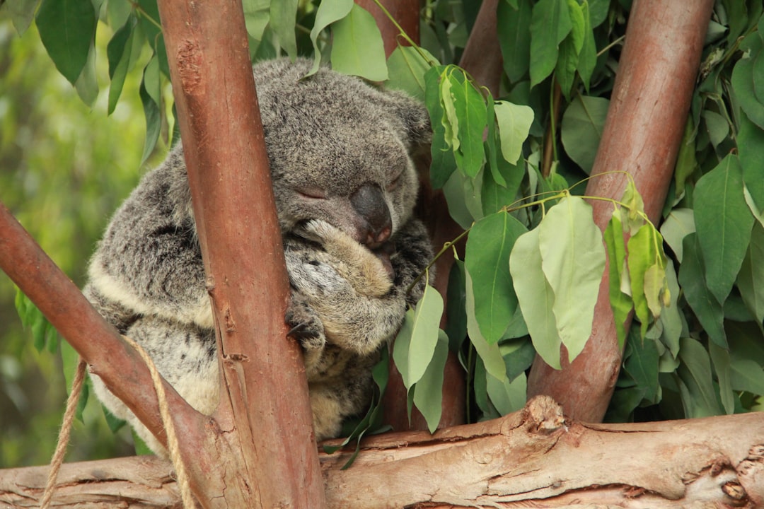 Le Koala dans le Rêve : Voyage au Cœur de l’Inconscient Collectif